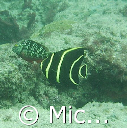 Juvenille angelfish and stop light parrot fish on the Ins... by Michael Kovach 